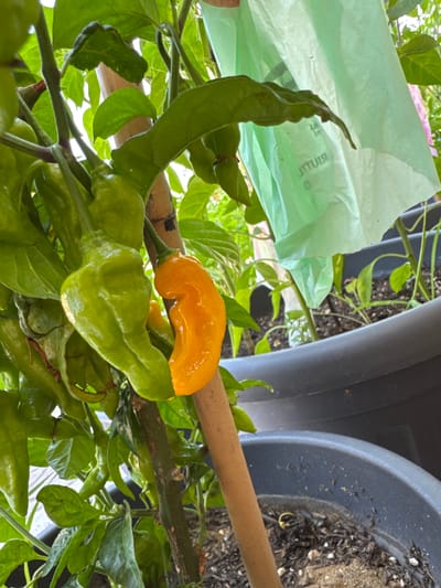 This is a close-up, high-angle shot of a pepper plant in Fiumicino, Italy. The main subjects are several chili peppers, some green and some a vibrant orange, growing on a branch. One ripe orange pepper is prominently featured near the top center, curving slightly. Below it are several unripe green peppers, some with a wrinkled or wavy texture characteristic of certain chili varieties. The peppers are supported by a thin, light brown wooden stake, and the plant itself has lush green leaves. In the background, parts of large grey planters and a crumpled green plastic bag are visible. The lighting suggests it is daytime, and the overall scene is that of a garden or balcony cultivation. The image focuses on the details of the pepper plants, highlighting the different stages of fruit development. No people are visible. There is some faint, unreadable text on the green plastic bag.