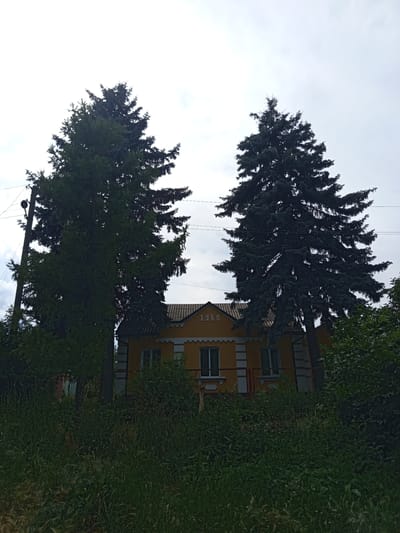 This image depicts a bright yellow house with a dark grey tiled roof, situated in Chernihiv, Ukraine. The house has white decorative trim around the windows, which are a dark color. Above the roofline, the year "1960" is visible in large, white numerals. The house is flanked by two tall, mature evergreen trees, one to the left and one to the right, both with dark green needles. The trees are so tall they almost obscure the house from view.
In front of the house, there is a dense area of tall green grass and other foliage, creating a somewhat overgrown and natural foreground. A wire fence runs across the front of the property, partially visible through the grass. To the left of the house, a utility pole with electrical wires extending from it is present, suggesting the house is connected to the local infrastructure.
The sky is overcast with a light grey, diffused light, indicating a cloudy day. The overall atmosphere is one of a rural or suburban setting, likely in the daytime. The image has a slightly rustic feel, possibly due to the age of the house and the natural surroundings. No people are visible in the frame.