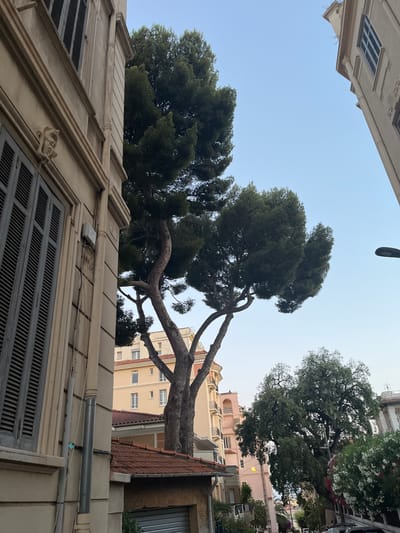 The photograph captures an urban street scene in Cannes, France, characterized by the juxtaposition of architectural elements and lush greenery. In the foreground, a portion of a building with beige stucco walls and dark-slatted shutters is visible on the left. A decorative sculpted face adorns the facade above the window. To the right of this building, a tall, mature pine tree with dark green foliage dominates the midground. Its trunk is thick and gnarled, with branches extending outwards.

Behind the pine tree, several buildings with light-colored facades and visible windows are seen. One building is a pale yellow, featuring multiple stories and terracotta-tiled roofs. Another building, further in the background, appears to be painted pink. On the right side of the image, a larger, denser green tree with a broad canopy is visible, with flowering bushes in various shades of pink and white in the immediate foreground, adding a touch of color to the scene. A streetlamp is also present, extending from the right side of the frame. The sky above is a clear, pale blue, suggesting it might be late afternoon or early evening. The overall impression is one of a well-established urban environment where nature has been integrated with residential and commercial structures.