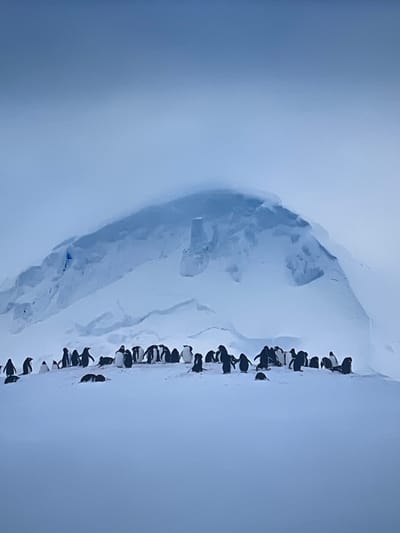 The image depicts a stark, icy landscape populated by a large group of penguins. When correctly oriented, a long line of approximately 30 to 40 black and white penguins stands along what appears to be the edge of a snow-covered ice shelf or ridge. The penguins, distinct with their dark backs and white bellies, are gathered closely together, facing generally towards the right side of the frame.

To the left of the penguins, a massive, rugged ice formation dominates the background. This structure, likely an iceberg, glacier, or large snowdrift, is characterized by its sculpted appearance, deep blue shadows, and varying shades of white and light blue, indicating deep ice. The overall setting is clearly a polar environment, defined by vast expanses of snow and ice.

The lighting is soft and diffused, suggesting a daytime scene under overcast skies or in an environment with high atmospheric scattering, as there are no harsh shadows. The sky or distant background is a uniform, hazy light blue-grey, blending seamlessly with the ice. No specific dynamic activity is captured; the penguins appear to be stationary, observing their surroundings. The scene evokes a sense of cold, remote wilderness. There is no visible text in the media file.