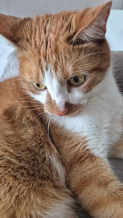An orange and white cat is shown in a close-up, head-on shot, with its body curled up. The cat is lying on a brown surface, likely a couch or chair, and its gaze is directed downwards. The background is a light gray color, suggesting it is indoors. The cat's fur is a mix of ginger and white patches, with prominent white markings on its face. Its eyes are yellow and its nose is pink. The image is well-lit, highlighting the textures of the cat's fur and the details of its facial features. There are no people or other animals visible in the image. The setting does not provide any specific clues about its location within Miltenberg, Germany.