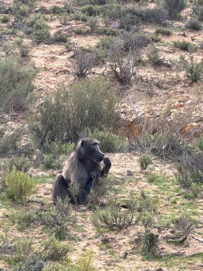 This vertically oriented image captures a baboon in its natural habitat within the Witzenberg Local Municipality, South Africa. The main subject is a dark-furred baboon, likely a Chacma baboon, positioned in the lower right portion of the frame. The baboon is looking upwards and to the left, its head tilted, and its mouth closed. Its body appears relaxed, partially obscured by the surrounding vegetation, suggesting it might be resting or observing its environment.
The scene depicts an arid, rugged landscape characterized by light brown, rocky terrain and sparse vegetation. The ground is dotted with numerous rocks and covered with dry, pale grasses and scrub bushes that vary in density, some appearing as small, bushy plants and others as bare, twisted branches. The overall environment suggests a semi-arid, mountainous or hilly region.
The lighting indicates it is daytime, with bright, clear sunlight illuminating the scene evenly. No shadows are particularly harsh, implying either an overhead sun or indirect lighting. There are no visible signs of adverse weather conditions. No human activity or objects are present, and there is no visible text in the image. The image provides a glimpse of wildlife thriving in a challenging, natural setting.