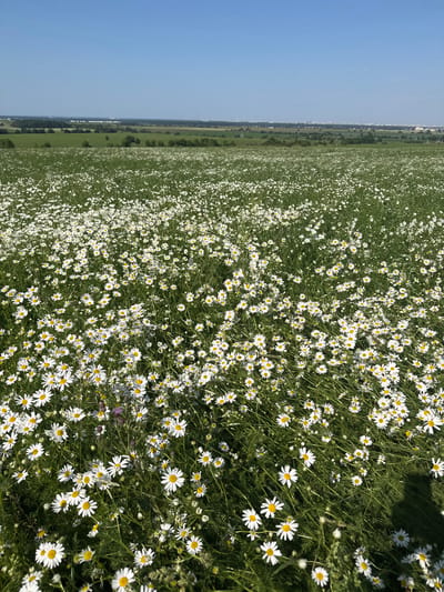 An expansive field of white daisies stretches towards a distant treeline under a clear blue sky. The daisies are dense and cover the entire foreground and middle ground of the image. In the background, a green landscape with scattered trees and some distant structures suggest a rural or suburban setting. The lighting indicates a sunny day. The image appears to be taken in Pigelevo, Russia.