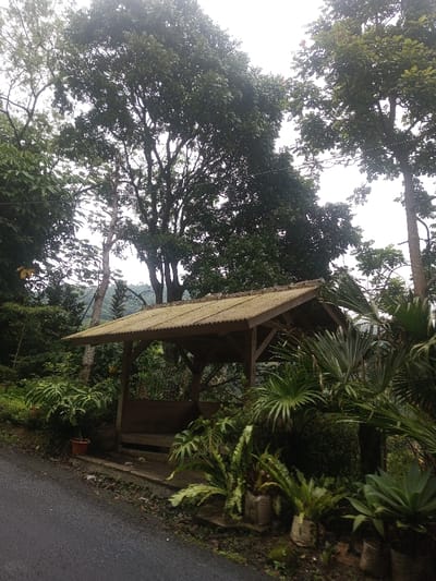 This image depicts a rural scene in Eheliyagoda, Sri Lanka, characterized by a small, open-sided wooden shelter with a light-colored corrugated metal roof. The structure features wooden support beams and a low bench running along its interior. It is situated on a slightly elevated concrete platform next to a dark asphalt road, visible on the left side of the frame. Lush, dense tropical vegetation surrounds the shelter, including large trees with dark green foliage towering into an overcast sky, various ferns, palmetto-like plants, and other broad-leafed flora at ground level. Several plants appear to be cultivated in terracotta pots and white sacks near the shelter and along the road's edge. No individuals are present in the scene.