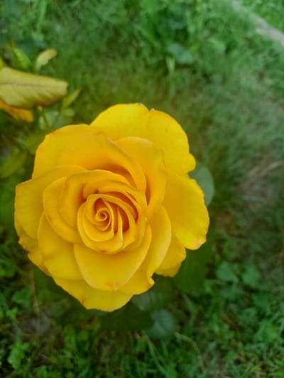 The image shows a close-up, overhead view of a vibrant yellow rose in full bloom. The rose is the central subject, its petals unfurling in a spiral pattern, with the innermost petals forming a tight swirl. The color of the rose is a rich, bright yellow, with subtle hints of orange and red on the edges of some petals, suggesting a warm, sunny day.
The rose is set against a blurred background of lush green grass and some fallen leaves, indicating an outdoor garden setting. The grass appears slightly damp, hinting at recent rain or morning dew. The overall lighting suggests it is daytime, likely either morning or late afternoon due to the softness of the light.
There are no people visible in the image, and no text is present. The focus is solely on the beauty and detail of the rose. The setting is identified as Kliushnykivka, Ukraine, though this location context is not visually discernible from the image itself. The image evokes a sense of natural beauty and tranquility.