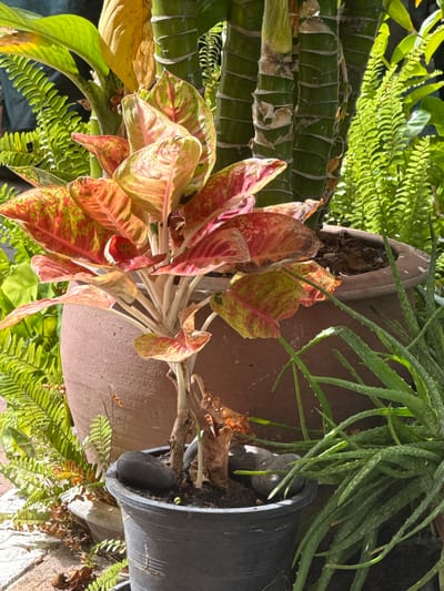 In Pattaya City, Thailand, this image captures an outdoor plant arrangement. The central subject is an Aglaonema 'Siam Aurora' plant with vibrant red and green variegated leaves, positioned in a dark grey plastic pot. Beside it, a terracotta pot holds bamboo-like plants with segmented green stems. To the right, an Aloe Vera plant with long, spiky green leaves occupies the foreground. The background is filled with lush green ferns. The scene is illuminated by natural sunlight, casting shadows and highlighting the textures of the plants and pots. The setting appears to be a garden or patio area, possibly within a residential or commercial property.
