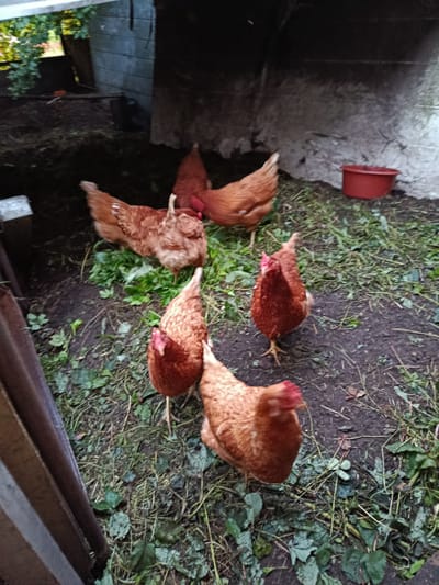 The image depicts a group of six brown chickens in an outdoor enclosure. The enclosure appears to be part of a rural or semi-rural setting, possibly a farm or backyard, with a concrete wall and a wooden structure visible in the background. The ground is covered in dirt, scattered leaves, and some green vegetation. One chicken is in the foreground, facing the camera, with its head slightly tilted. Other chickens are scattered around, some pecking at the ground or interacting with each other. A red plastic bucket is visible on the right side of the image. The lighting suggests it is daytime, with shadows indicating overcast conditions or a shaded area. The overall scene is one of domestic fowl in their living space. There is no visible indication of the city of Vereya, Russia, or any specific location details within the image itself.