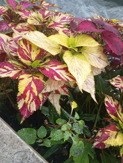 A close-up photograph depicts a dense grouping of variegated coleus plants (Solenostemon scutellarioides) located in Khe Sanh Commune, Vietnam. The ovate leaves display intricate patterns of yellow, lime green, dark reddish-purple, and cream, with serrated edges and visible venation. Numerous small water droplets are present on the leaf surfaces, indicative of recent precipitation or watering. A grey concrete or stone edge is partially visible in the lower left, bordering the plant material. The immediate background above the plants is blurred and light grey, while beneath the coleus, darker green foliage of other plants is discernable. No human or animal subjects are visible within the frame.