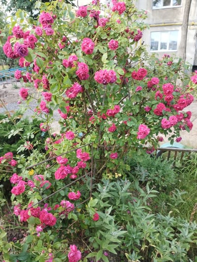 The image depicts a vibrant bush of bright pink roses in full bloom. The roses are densely packed on the branches, with many individual flowers and clusters of buds visible. The foliage is a lush green, providing a striking contrast to the vivid pink of the blossoms. In the background, a light-colored building with white-framed windows can be seen, suggesting an urban setting. The presence of a tree trunk with textured bark to the right of the rose bush, and a metal fence with vertical bars in the foreground, further define the environment. A small, light blue object, possibly a piece of plastic debris, is visible near the fence. The overall scene appears to be an outdoor space, likely a garden or yard within a residential area. Based on the visual cues, it is plausible this scene is located in the city of Sumy, Ukraine, given its typical residential architecture and urban flora.