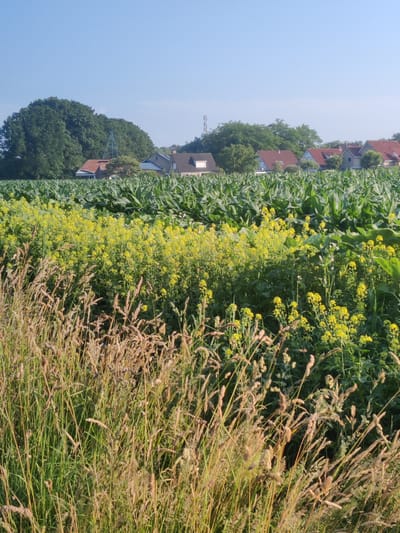This media file depicts a rural landscape scene under a clear blue sky, likely during the daytime. The foreground is dominated by tall, dry grasses and a patch of vibrant yellow wildflowers, suggesting a naturalistic or uncultivated area. Behind this, a lush green field of tall crops, possibly corn, stretches towards the horizon.

In the middle ground, a row of houses with red-tiled roofs is nestled amongst mature trees. The houses appear to be suburban or semi-rural dwellings. A cell tower is visible in the distance, indicating some level of infrastructure. The overall impression is one of a peaceful, sun-drenched rural setting in the Netherlands, specifically near Winterswijk Huppel. There is no visible text or discernible activity beyond the static nature of the landscape. The weather appears to be fair and calm.