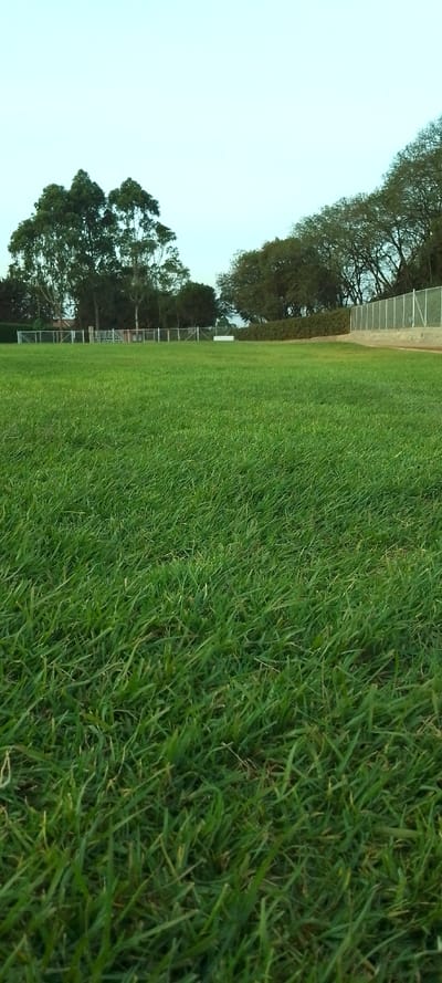 A lush, green lawn stretches across the foreground, its blades varying in direction and texture. Beyond the grass, trees line the horizon, creating a sense of depth. A wire fence runs parallel to the treeline, suggesting a boundary. The sky is a pale blue, providing a soft, natural light to the scene. The overall impression is peaceful and serene.