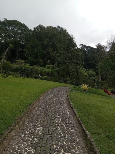 This image captures an outdoor scene in Pachmarhi, India, characterized by lush greenery under an overcast sky. A dark grey cobblestone path, composed of irregular stones and some uniform pavers, originates from the bottom center, curving gently towards the left and receding into the midground. The path is bordered on both sides by neatly maintained, vibrant green grass slopes.

To the left of the path, a broad expanse of green grass leads up to a dense concentration of dark green foliage, including tall trees and numerous ferns. A distinct large tree with a prominent canopy is visible on the far left, and another tree shows a leaning trunk.

To the right of the path, a similar grassy slope features a small plant with bright yellow-green leaves in the midground. Further back on the right, a dark green vertical signpost and a partially visible reddish-orange bench are present.

The background is dominated by a dense, dark green forest or thicket of trees and undergrowth, extending across the upper portion of the image. The sky above is uniformly light grey and overcast, suggesting diffuse lighting conditions. No individuals are present in the scene.