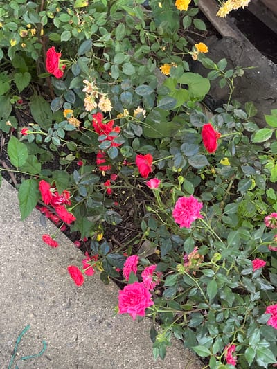The image depicts a close-up, high-angle view of a dense rose garden bed located in Kran, Bulgaria. The scene is devoid of people. The garden features multiple varieties of roses, primarily characterized by their dark green, glossy foliage.
Prominently displayed are numerous red roses in various stages of bloom, from tight buds to fully open flowers, scattered throughout the central and left portions of the bed. A distinct cluster of vibrant fuchsia or magenta roses, fully open with ruffled petals, occupies the lower right section. Interspersed among the red and fuchsia roses are several pale yellow or cream-colored roses, some appearing to be past their prime or withered, particularly in the upper-center and upper-right areas. A few smaller, brighter yellow roses are also visible toward the upper right.
The ground consists of dark, rich soil, with scattered red rose petals visible near the lower-left edge. Some rose leaves exhibit yellowing, suggesting senescence or minor plant stress. In the upper-right background, a dark, weathered, and potentially charred piece of wood or timber is partially visible, blending with the shadows. A concrete path, composed of coarse aggregate, borders the garden bed along the bottom and left sides of the frame. A thin, bright green piece of string or flexible wire lies on the concrete path in the lower-left corner. The overall lighting suggests an outdoor, daylight setting.