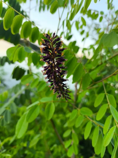 The image displays a close-up view of a flowering plant with a cluster of dark purple blossoms tipped with yellow stamens, set against a backdrop of lush green leaves and a pale blue sky. The plant appears to be on a branch, with numerous oval-shaped green leaves framing the central flower spike. The leaves are vibrant and healthy, suggesting a daytime setting, possibly in the late afternoon or early evening given the soft lighting. The shallow depth of field blurs the background, emphasizing the intricate details of the flower and the surrounding foliage. The location context provided is Baghlan, Abkhazia. There is no visible text in the image.