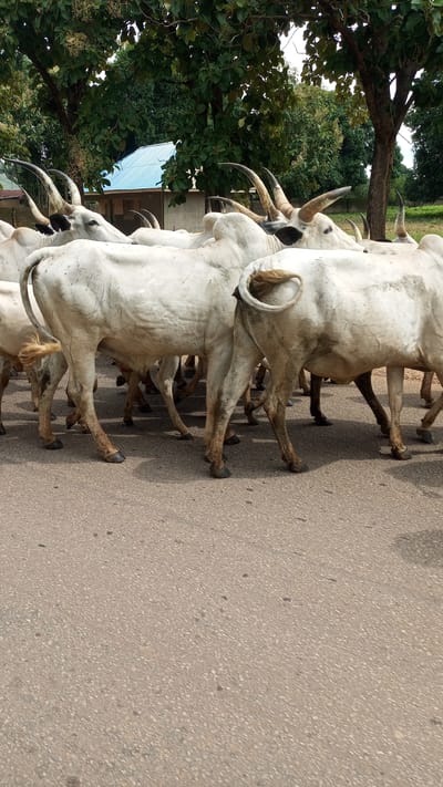 A herd of white cattle with long horns is walking down a paved road in Katugal, Nigeria. The cattle are mostly facing away from the camera. In the background, there are trees and a building with a light blue roof. The ground is asphalt with small stones visible. The lighting suggests it is daytime.