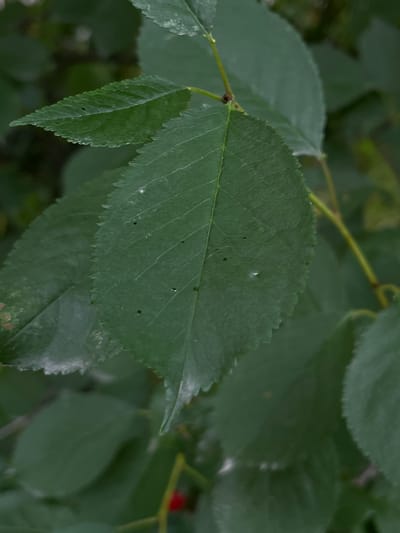 This media file is a close-up, overhead shot of green leaves on a tree branch. The leaves are serrated along the edges and have visible veins. There are several small, dark spots scattered across the surface of the leaves, which could be natural imperfections or evidence of insect activity. One small, bright red berry is visible in the upper right quadrant of the image, partially obscured by the leaves. The lighting suggests it is daytime, with soft, diffused light, indicating an overcast sky or shaded conditions. The background is a blur of darker green foliage, providing context of a natural, outdoor setting. No people, text, or specific events are depicted. The location context is Lviv, Ukraine.