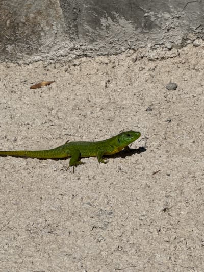 An adult male European green lizard (Lacerta viridis) is basking on a rough, light-colored concrete surface. The lizard is positioned horizontally, facing right, with its body slightly elevated. Its skin displays a vibrant green coloration with darker speckling, and a yellowish hue is visible on its throat and underbelly. Its tail is long and tapering. The background consists of a rough, grey concrete wall above the surface the lizard is on. A single dry leaf is visible on the concrete surface behind and to the left of the lizard, and a small stone is present to the right. The lighting suggests it is daytime, with a clear shadow cast by the lizard. The scene is an outdoor environment, possibly a wall or pathway in a residential or urban setting in Kavač, Montenegro.