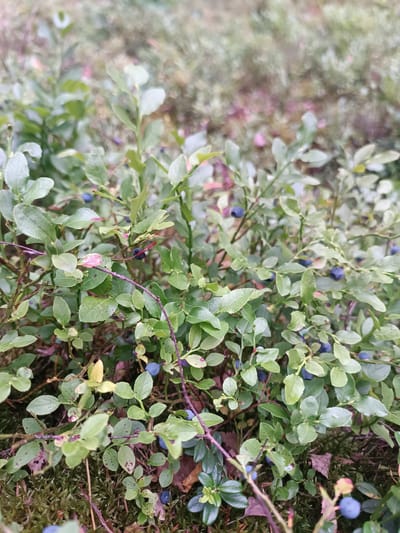 A close-up, eye-level view captures a dense patch of wild blueberry bushes in Лунненскі сельскі Савет, Belarus. The plants are lush and green, with numerous small, dark blue blueberries visible amongst the leaves. The ground beneath the bushes is covered in moss and fallen leaves, indicating a natural, outdoor setting. The lighting is soft and diffused, suggesting an overcast day or shaded area. No people are present in the image.