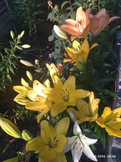 In Zavodske, Ukraine, a collection of lilies blooms in a garden. The flowers exhibit a variety of colors, including vibrant yellow, soft peach, and a pristine white. Several yellow lilies are in full bloom, showcasing their intricate petal structures and prominent stamens. One white lily stands out with its delicate petals. Buds are visible on some of the plants, indicating ongoing growth. The surrounding foliage is lush and green, with sunlight dappling through the leaves, creating areas of light and shadow. In the lower right corner of the image, a timestamp reads "30.06.2026 06:48".