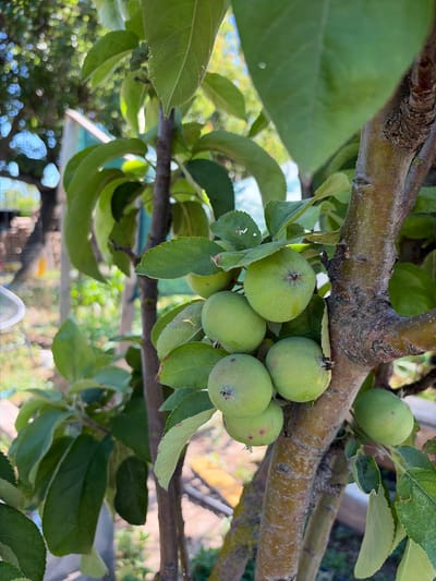 The image shows a close-up of a young apple tree with several green apples growing on its branches. The tree trunk is rough and textured, with a few smaller branches extending from it. Green leaves are abundant, some overlapping the apples. The background is blurred, suggesting a garden or orchard setting with sunlight filtering through foliage. The specific location of Krugloye, Russia is not depicted in the image.