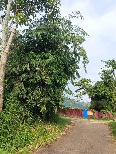 The image presents a tranquil, verdant landscape in Meilangtlang, Myanmar (Burma), centered around a winding asphalt road. On the left side of the road, a dense and towering cluster of bamboo plants, rich in various shades of green, dominates the foreground, with part of a tree trunk visible further to the left. The bamboo leaves create a thick, natural wall along the roadside.

The paved road curves gently to the right, leading towards the background where a low, red corrugated metal fence lines its right edge. This fence is partially covered by green climbing vines. Breaking the uniformity of the red fence is a distinctive bright blue section, possibly a gate or part of a small structure. Affixed to this blue section is a yellow sign. Although much of the text is obscured or illegible, the words "WELCOME TO" are clearly discernible at the top, likely indicating entry to the specified location.

Beyond the road and fence, more lush green trees and foliage contribute to the rich natural setting. In the distant background, rolling green mountains rise under a bright, partly cloudy sky, suggesting clear weather conditions during the day, possibly morning or late afternoon. No people or active events are depicted, lending the scene a serene and undisturbed atmosphere. The overall impression is one of a peaceful, natural pathway in a rural or semi-rural environment.