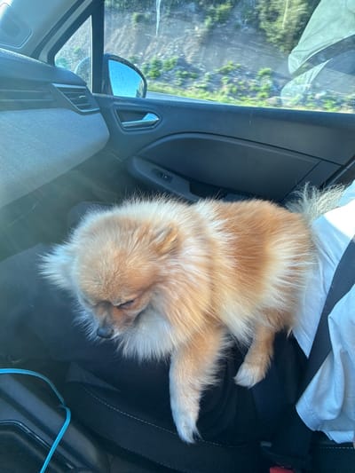 A fluffy, light-orange and white dog, resembling a Pomeranian, is captured sleeping soundly on the passenger seat of a car. The dog is curled up, its eyes closed, with its head resting. Its dense, shaggy fur shows variations in color, with lighter white fur on its belly, paws, and tail.
The setting is the interior of a car, likely in motion or parked in a sunny location. Visible car features include a dark dashboard, a grey fabric door panel, a side mirror reflecting a bright outdoor scene with blurred green foliage, and a black seatbelt. Sunlight streams into the car, casting bright highlights on the dog's fur and creating glare on the windows.
The image suggests a peaceful moment during a car journey on a bright, sunny day, with the dog comfortably asleep. No human subjects are visible, and no discernible text appears within the frame. The external environment, though blurry, indicates natural scenery with trees. The location context is Pourrières, France.