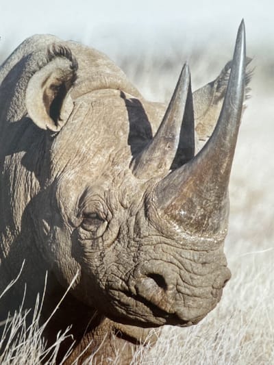 This is a close-up photograph of a rhinoceros's head, angled to the left with its mouth open. The rhino's skin is thick and heavily wrinkled, with a rough texture. Two prominent horns are visible on its snout; the upper horn is longer and curves upwards, while the lower horn is shorter and straighter. The eyes are small and set deep within the folds of skin. The background is a blurred, light-colored wash, possibly representing dry grass or a sandy environment. Thin, wispy strands of what appears to be dried vegetation are present on the right side of the image, framing the rhino's head. The lighting suggests it is daytime, with the sun casting shadows that highlight the rhino's facial features and the texture of its skin. There is no visible text in the image. The overall impression is one of raw, powerful natural form.