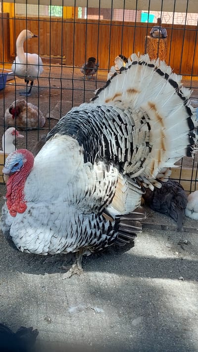 A large turkey with white, black, and tan feathers stands with its tail fanned out, displaying intricate patterns. The turkey's head is visible, with red and blue wattle. It is in an enclosure with a wire fence in the foreground and wooden planks in the background.

Besides the turkey, several other birds are visible within the enclosure. To the left, a white swan or goose with its neck curved is partially visible. Behind the turkey and to the left, there are two smaller birds, one appearing to be a dark-colored chick. To the right of the turkey, a reddish-brown bird with ruffled feathers is also present. The ground inside the enclosure appears to be a mix of dirt and gravel. The enclosure is outdoors, and the lighting suggests it is daytime, possibly sunny, as indicated by shadows. The scene appears to be a farm or a bird sanctuary. The location is Yelizovo, Russia.