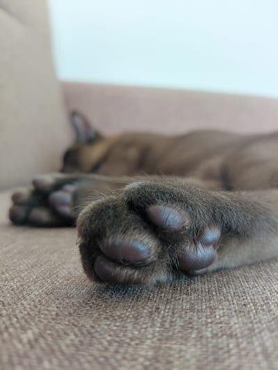 The image is a close-up, shallow-depth-of-field photograph of a cat's paws resting on a brown, textured fabric surface, likely a sofa. The cat's fur is dark brown. In the background, the cat's body is visible, blurred, suggesting it is sleeping or resting. The environment appears to be indoors. There is no information about the city of Novo-Biyskoye, Russia, present in the image or derivable from it.