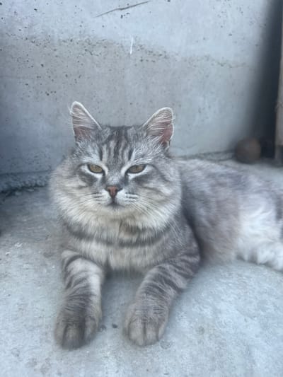 A medium-haired gray tabby cat with distinctive dark stripes is lying on a concrete surface. The cat's eyes are partially closed and appear to be a golden-yellow color. Its paws are resting in front of it. In the background, a rough, textured gray wall is visible, with some dark speckles on its surface. To the right of the cat, a round, dark object, possibly a ball or a rock, rests on the concrete. The scene appears to be outdoors, in an urban or semi-urban environment. The location is specified as Solontsy, Russia.