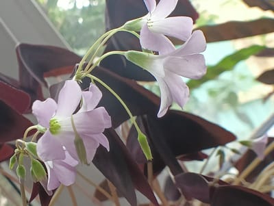 The image shows a close-up view of light purple flowers and dark purple leaves of an Oxalis triangularis plant. The flowers have five petals and are delicate. Some flower buds are also visible, which are green and pointed. The leaves are triangular and have a deep, rich purple color. The background is blurred, with hints of green and light blue, suggesting an outdoor environment or a well-lit indoor setting. There is no information in the image that indicates the location in the city of Krasnyye Barrikady, Russia. The scene is static and focuses on the botanical details of the plant.