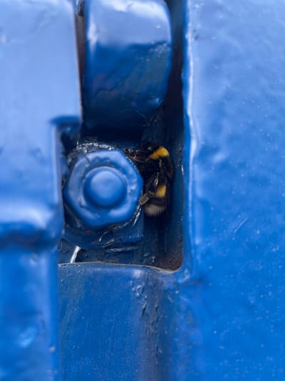 A bumblebee is nestled within a blue metal structure, possibly a hinge or joint secured by a bolt. The location is unknown and cannot be determined.