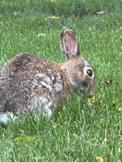 An Eastern Cottontail rabbit (Sylvilagus floridanus) is captured in a natural outdoor environment within Morton Grove, United States of America. The rabbit is positioned on the left side of the frame, its head lowered into lush green grass, indicating an act of grazing or foraging. Its fur displays a mottled pattern of brown, gray, and white. The animal's visible right ear is erect. Its left eye is dark and exhibits a distinct reflection. The entire visible area is covered by dense green grass, with scattered yellow elements, consistent with fallen leaves or small blossoms, present near the rabbit's head and extending into the background. The scene is illuminated by ambient daylight.