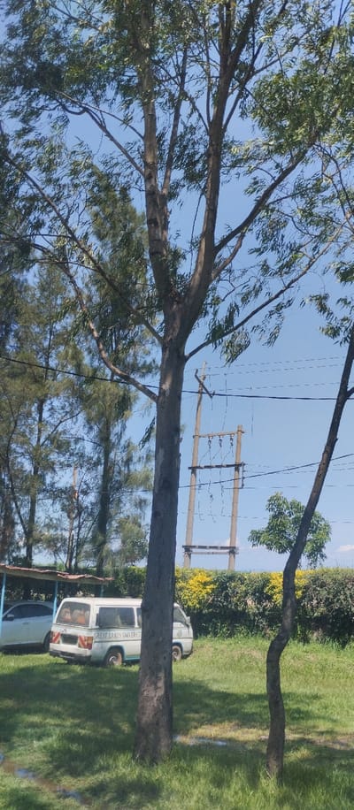 The image shows a large tree trunk with a blue sky above it. The tree is in the foreground of the image, and there are power lines and a utility pole behind it. There are several other trees in the background, including a small, leafy tree on the right.  There is a white van parked in the background, with the words "Great Lakes University" written on its side. There is a small patch of yellow flowers behind the van, along with green foliage.  There is a small puddle of water in the grass in front of the tree. The location is at coordinates -0.046, 34.827, which is near the Great Lakes University, Kisumu, Kenya.
