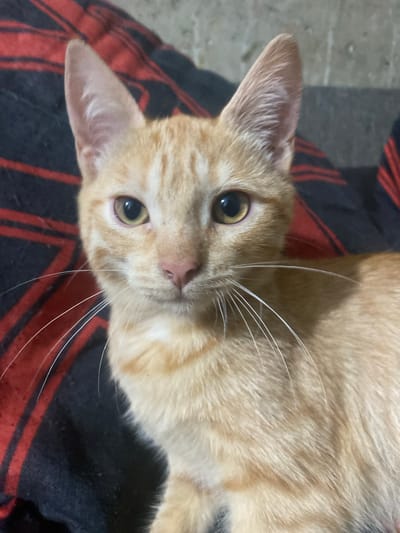An orange tabby cat with large ears and wide, observant eyes looks directly at the camera. Its fur displays characteristic tabby stripes. The cat is positioned in a close-up shot, filling most of the frame, and appears to be resting on a black and red striped fabric. The background is blurred, showing a textured surface. The image does not provide information about its location in the city of Samara, Russia.