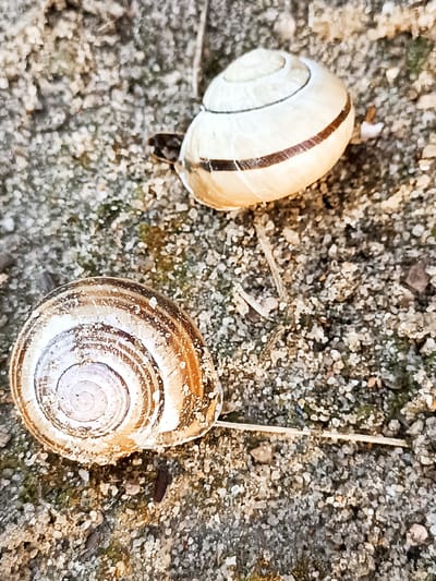 Two empty snail shells are visible on the sandy, pebbly ground. One shell, larger and in the foreground, displays a spiral pattern with brown and white bands. The other shell, smaller and positioned in the upper right of the frame, also has a spiral design and brown bands. The environment appears to be natural, with small stones and dried organic matter scattered on the surface. The lighting suggests an outdoor setting, possibly during the day. There are no people or any other living creatures visible in the image. The location is specified as Zakrzewo-Kopijki, Poland.