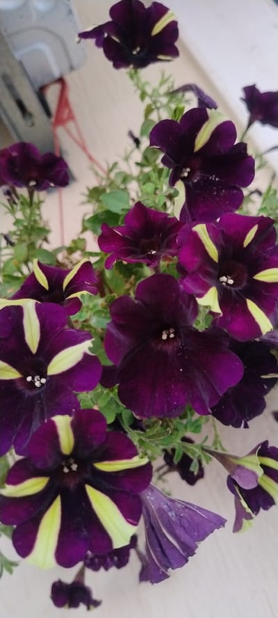 A top-down, medium shot captures a cluster of dark purple petunias with bright yellow stripes. The flowers are in various stages of bloom, with some fully open and others partially closed. The petals are velvety and appear to have a slight sheen, possibly from dew or water droplets. Small, green leaves and stems form a natural backdrop for the vibrant blossoms. In the background, a light-colored, textured wall suggests an outdoor setting, possibly a balcony or patio in Herceg Novi, Montenegro. Hints of a light-colored, possibly wooden railing and a red cord suggest a domestic or garden environment. There is no visible text in the image. The lighting suggests it might be daytime, but the specific time of day is not discernible. The overall impression is one of natural beauty and the simple elegance of blooming flowers.