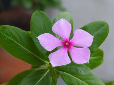 A close-up shot captures a vibrant pink flower with five petals, centered within a cluster of glossy green leaves. The flower's center is a deeper shade of pink, almost red. The leaves are oval-shaped and appear healthy. The background is a blurred mix of brown, green, and grey, suggesting an outdoor setting. There is no indication of the location being Shunde District, China.