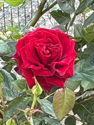 A close-up, eye-level shot captures a vibrant red rose in full bloom, its petals unfurling in a spiral pattern. The rose is nestled amongst lush, green foliage and several unopened rose buds. In the background, a metal fence with vertical bars is visible, suggesting an outdoor setting, possibly a garden or park. The lighting is natural, highlighting the rich texture and color of the rose. The scene appears to be located in Anton, Bulgaria, a town known for its natural beauty and floral landscapes.