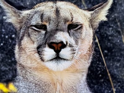 This is a close-up, head-on, full-frame photograph of a cougar. The cougar's face is angled slightly upwards and its gaze is directed towards the camera. Its eyes are dark and partially closed, giving it a sleepy or defiant expression. The cougar has tan fur with darker markings on its forehead and around its eyes. Its nose is dark brown, and its whiskers are long and white. The background is out of focus and appears to be a natural, outdoor environment with dark, textured surfaces and some blurry vegetation. The image does not contain any information about the city of Hamburg, Germany.