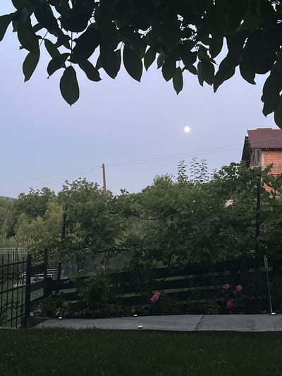 The image depicts an outdoor scene in Târgu Neamț, Romania, under a twilight sky with a visible full moon. In the foreground, silhouetted leaves from an overhead tree create a natural frame. Beyond the leaves, a dark wooden fence runs horizontally across the mid-ground. Behind the fence, lush green foliage, including what appears to be a grapevine, dominates the landscape. Several pink roses are visible near the fence line. A paved walkway is situated in front of the fence, with low-lying solar lights embedded in it. To the right, a section of a building with a reddish-brown tiled roof and brick construction is partially visible. In the distance, a wooden utility pole with wires extends upwards, and a dense arrangement of trees forms a treeline. The overall impression is a serene, natural setting at dusk.