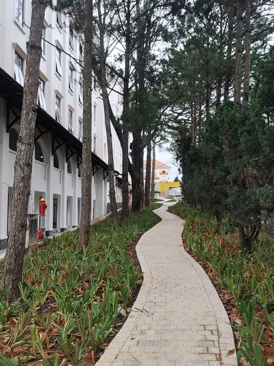 The image depicts a paved pathway winding through a landscape with a modern building on the left and dense trees on the right. The pathway is constructed with light-colored rectangular stones and curves gently from the foreground towards the background. To the left of the path, a white multi-story building with arched windows and a dark, sloped roof is visible. Several tall pine trees are positioned between the building and the pathway, with their trunks close to the building's facade. In front of the building, a red fire hydrant with yellow accents stands near the ground. The area bordering the pathway on both sides is planted with rows of green, spiky plants, some showing signs of browning at the tips. In the distance, past the trees and a yellow structure, a building with an orange roof and white walls is partially visible. The overall scene suggests a well-maintained public space or campus area. The location is identified as Lâm Viên - Đà Lạt, Vietnam.