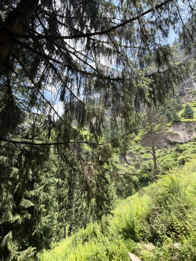 This image depicts a dense forest scene in the city of Bahang, India. In the foreground, dark, heavy pine branches with long needles hang down, obscuring a large portion of the view. Beyond the pine branches, the scene opens up to a sun-dappled hillside covered in lush green vegetation. Various trees, including evergreens and a solitary, dead-looking tree with a gnarled trunk and sparse branches, dot the landscape. The background reveals a steep, rocky cliff face, suggesting a mountainous terrain. The sky, visible through gaps in the foliage, is a bright blue with scattered white clouds. The overall impression is one of a natural, wild environment.