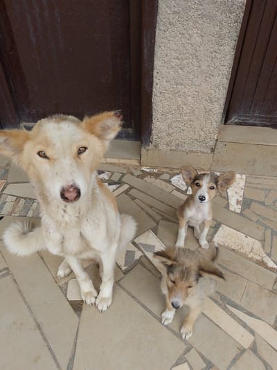 A group of three dogs, one adult and two puppies, are sitting on a tiled patio in front of a textured concrete wall and dark wooden doors. The adult dog is in the foreground, facing the camera with a light cream-colored coat and tan markings around its ears and back. Its ears are large and erect. To its right, a smaller puppy with tan and white markings sits upright, also looking at the camera with prominent ears. A second, even smaller puppy lies on the tiled ground to the right of the adult, with its head down. The tiles on the patio are of varying shades of beige and grey, laid in a mosaic pattern. The environment appears to be an outdoor area, possibly a courtyard or entranceway, in Kuru Karama, Nigeria.