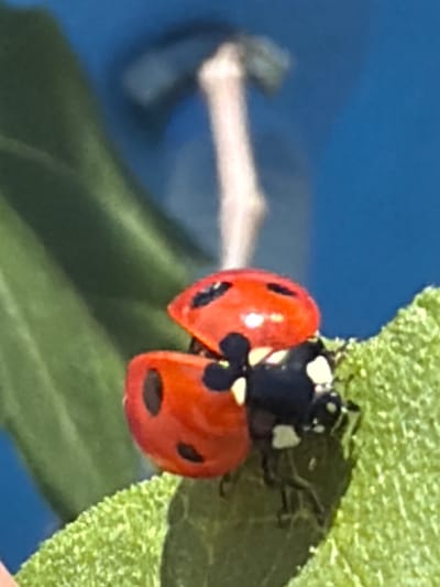 A close-up photograph shows a red ladybug with black spots perched on a green leaf. The ladybug's wings are partially open. In the blurred background, there is a blue surface and what appears to be a branch or stick. There is no information to indicate this picture was taken in Esch-sur-Alzette, Luxembourg.