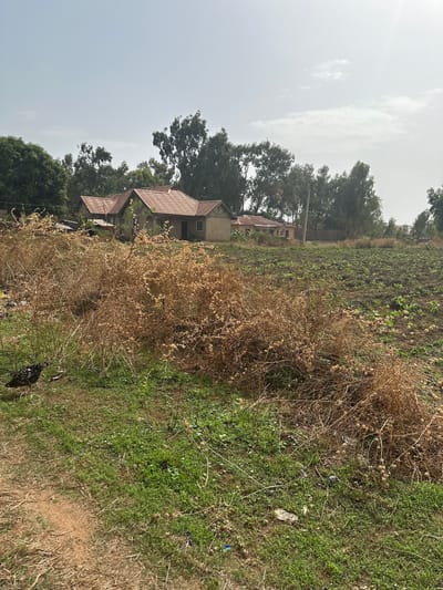 The image depicts a rural scene in Kirana, Nigeria. Three modest, single-story houses with rusted, corrugated metal roofs are visible, partially obscured by trees. The foreground consists of dry, brown vegetation intermixed with patches of green grass. A chicken is visible near the bottom right corner. The background shows a cultivated field on a hillside. The sky is overcast with a pale, grey-white color.