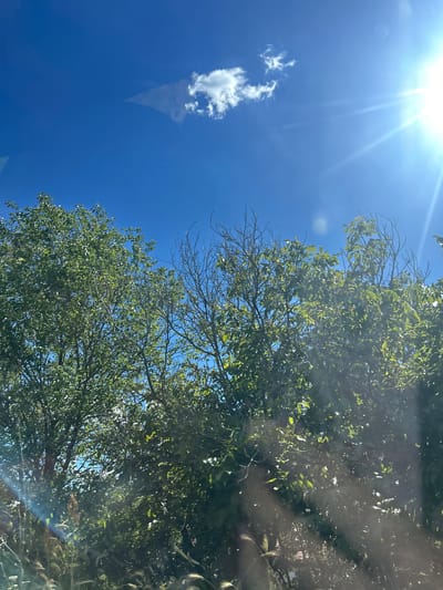 A high-angle, outdoor, medium shot captures a view of bright sunlight shining through the leaves of trees against a vibrant blue sky. The sun's glare creates a lens flare effect in the upper right quadrant of the image. A few scattered white clouds are visible in the sky. The trees in the foreground are lush and green, with some bare branches also visible. The image appears to be taken in a natural setting.
