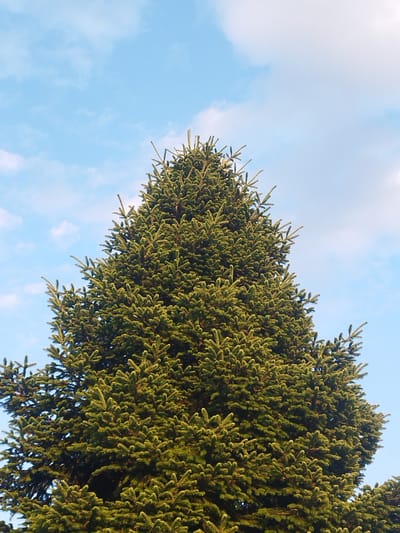 This media file is a low-angle, vertical shot of the top of a large, dense evergreen tree against a bright blue sky with scattered white clouds. The tree's needles are a vibrant green, and its branches are layered and full, creating a textured canopy. The lighting suggests it's daytime, likely mid-morning or afternoon, with clear weather. The image has a natural, outdoor feel, possibly from a park or a garden. No people, objects, text, or specific activities are visible. The location context is Bucharest, Romania.
