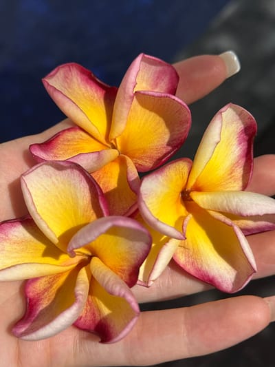 A person's open palm holds three frangipani flowers, each with yellow centers and pink-tinged edges. One finger with a pale, manicured nail is visible. The background is a blur of dark blue. The location is unspecified in the city of Dalung, Indonesia.
