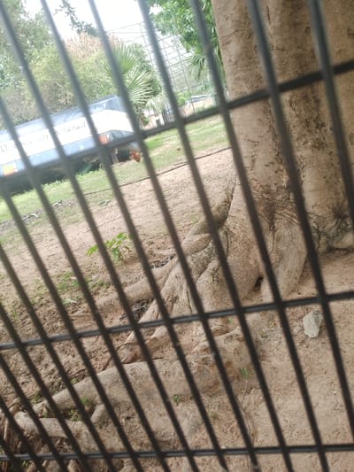 The image captures a scene outdoors, likely in Kuson, Nigeria, viewed through a black metal grate. In the background, a blue vehicle with visible lettering, "LY. 8562423 9095435401," is parked on a grassy area. A small brown chicken is standing near the vehicle. Dominating the foreground and mid-ground is the massive, gnarled trunk and exposed roots of a large tree. The ground is predominantly sandy and uneven, with patches of grass and scattered small plants. The overall lighting suggests daytime.